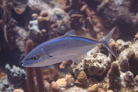 Bar Jack on coral reef off Bonaire, Dutch Caribbean
