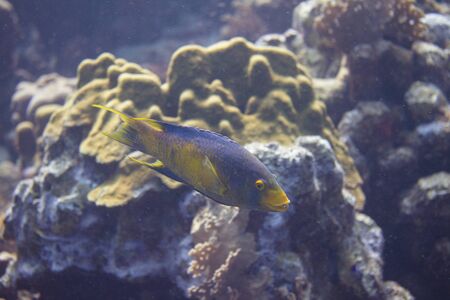 Spanish Hogfish on coral reef off Bonaire, Dutch Caribbeanの写真素材
