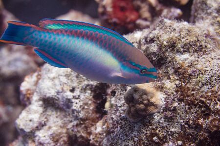 Princess Parrotfish on coral reef off Bonaire, Dutch Caribbeanの写真素材