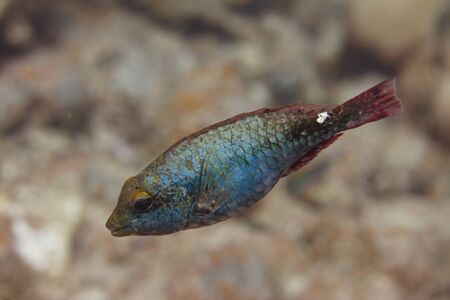 Redband Parrotfish on coral reef off Bonaire, Dutch Caribbeanの写真素材