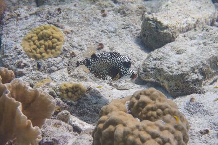 Smooth Trunkfish on coral reef off Bonaire, Dutch Caribbeanの写真素材