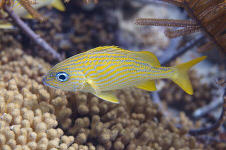 French Grunt on coral reef off Bonaire, Dutch Caribbeanの写真素材
