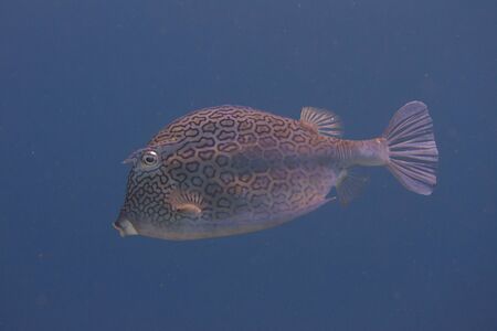 Honeycomb Cowfish on coral reef off Bonaire, Dutch Caribbeanの写真素材
