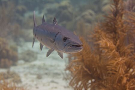 Great Barracuda on coral reef off Bonaire, Dutch Caribbeanの写真素材