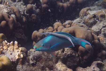 Queen Parrotfish and Trumpetfish swimming together on coral reef off Bonaire, Dutch Caribbeanの写真素材