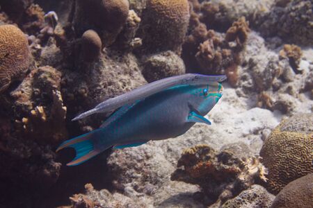 Queen Parrotfish and Trumpetfish swimming together on coral reef off Bonaire, Dutch Caribbeanの写真素材