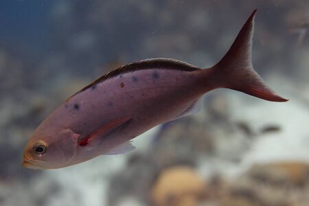 Creolefish on coral reef off Bonaire, Dutch Caribbeanの写真素材