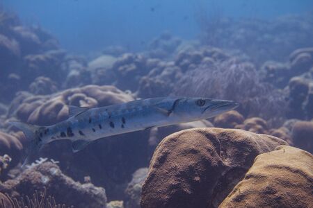 Great Barracuda on coral reef off Bonaire, Dutch Caribbeanの写真素材