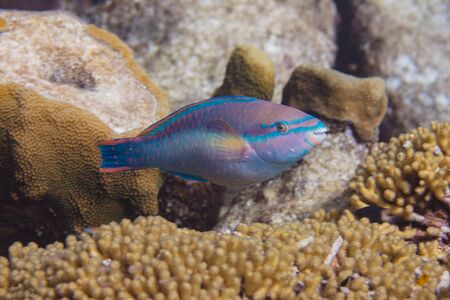Princess Parrotfish on coral reef off Bonaire, Dutch Caribbeanの写真素材