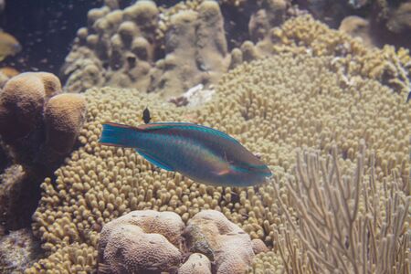 Princess Parrotfish on coral reef off Bonaire, Dutch Caribbeanの写真素材