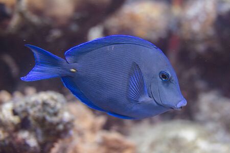 Atlantic Blue Tang on coral reef off Bonaire, Dutch Caribbeanの写真素材