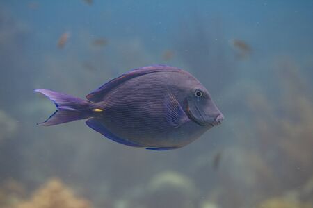 Atlantic Blue Tang on coral reef off Bonaire, Dutch Caribbeanの写真素材