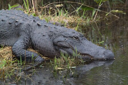 American Alligator in Florida Evergladesの写真素材