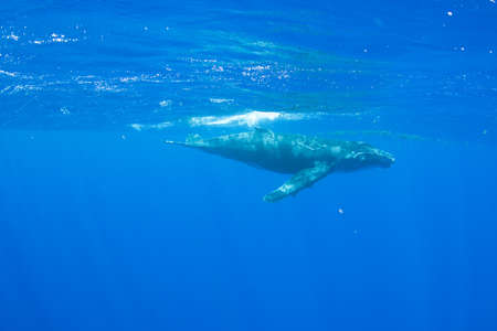 Humpback whale calf underwater off the island of Moorea in French Polynesia, right next to Tahiti.の写真素材