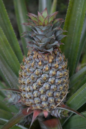 Pineapple fruit growing on Tahiti, French Polynesiaの写真素材