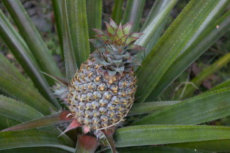 Pineapple fruit growing on Tahiti, French Polynesiaの写真素材