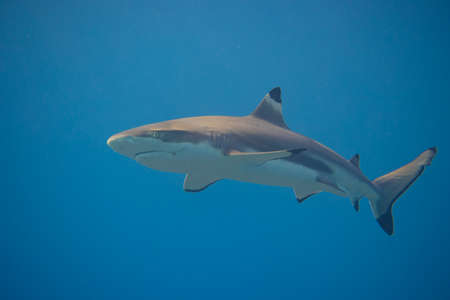 Blacktip Reef Shark in the lagoon off Moorea, French Polynesia next to Tahitiの写真素材