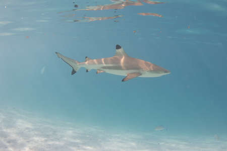 Blacktip Reef Shark in the lagoon off Moorea, French Polynesia next to Tahitiの写真素材