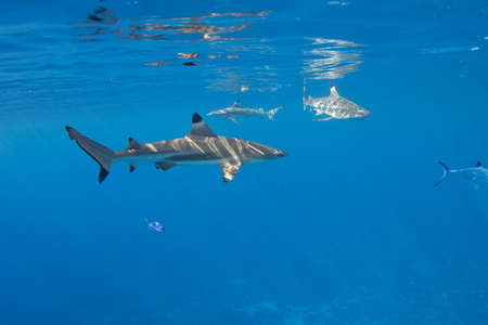 Blacktip Reef Sharks in the lagoon off Moorea, French Polynesia next to Tahitiの写真素材