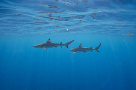 Blacktip Reef Sharks in the lagoon off Moorea, French Polynesia next to Tahitiの写真素材