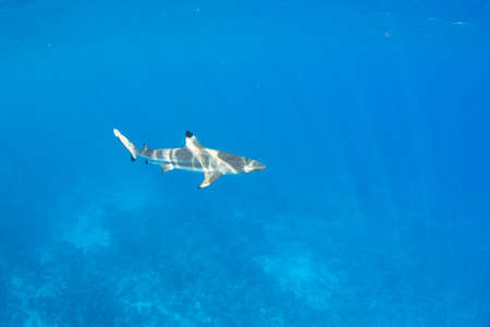 Blacktip Reef Shark in the lagoon off Moorea, French Polynesia next to Tahitiの写真素材