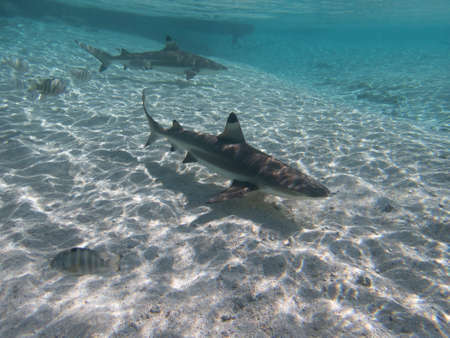 Blacktip Reef Sharks in the lagoon off Moorea, French Polynesia next to Tahitiの写真素材
