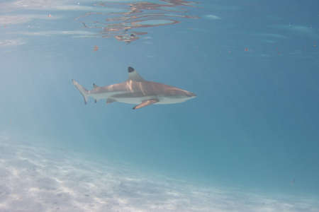 Blacktip Reef Shark in the lagoon off Moorea, French Polynesia next to Tahitiの写真素材