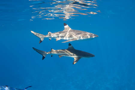Blacktip Reef Sharks in the lagoon off Moorea, French Polynesia next to Tahitiの写真素材