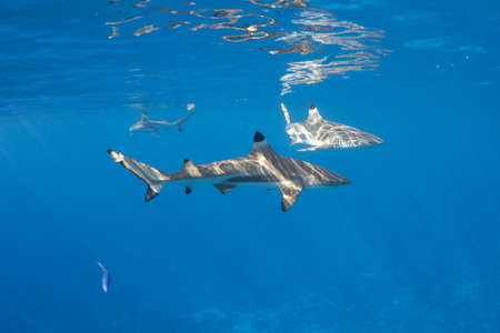 Blacktip Reef Sharks in the lagoon off Moorea, French Polynesia next to Tahitiの写真素材