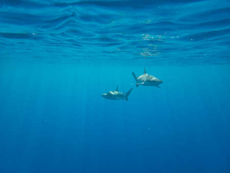 Blacktip Reef Sharks in the lagoon off Moorea, French Polynesia next to Tahitiの写真素材
