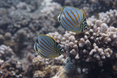 Ornate Butterflyfish (Chaetodon ornatissimus) on coral reef off Moorea. French Polynesia, next to Tahiti in the South Pacific.の写真素材