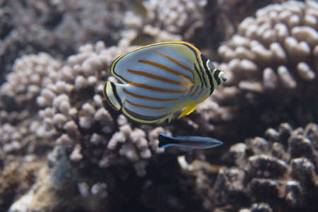 Ornate Butterflyfish (Chaetodon ornatissimus) with Bluestreak Cleaner Wrasse (Labroides dimidiatus) on coral reef off Moorea. French Polynesia, next to Tahiti in the South Pacific.の写真素材