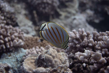 Ornate Butterflyfish (Chaetodon ornatissimus) on coral reef off Moorea. French Polynesia, next to Tahiti in the South Pacific.の写真素材