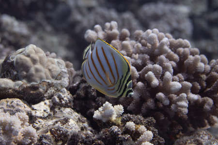 Ornate Butterflyfish (Chaetodon ornatissimus) on coral reef off Moorea. French Polynesia, next to Tahiti in the South Pacific.の写真素材
