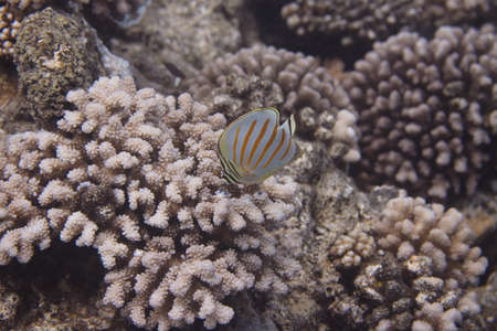 Ornate Butterflyfish (Chaetodon ornatissimus) on coral reef off Moorea. French Polynesia, next to Tahiti in the South Pacific.の写真素材