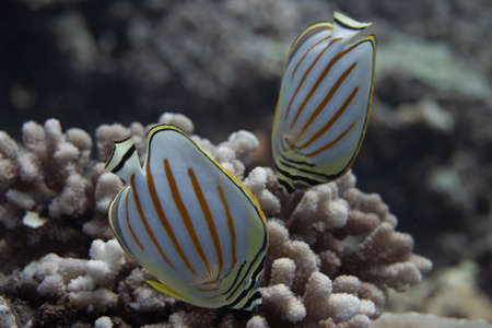 Ornate Butterflyfish (Chaetodon ornatissimus) on coral reef off Moorea. French Polynesia, next to Tahiti in the South Pacific.の写真素材