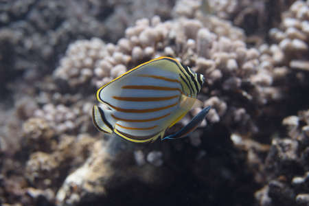 Ornate Butterflyfish (Chaetodon ornatissimus) with Bluestreak Cleaner Wrasse (Labroides dimidiatus) on coral reef off Moorea. French Polynesia, next to Tahiti in the South Pacific.の写真素材
