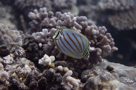 Ornate Butterflyfish (Chaetodon ornatissimus) on coral reef off Moorea. French Polynesia, next to Tahiti in the South Pacific.の写真素材