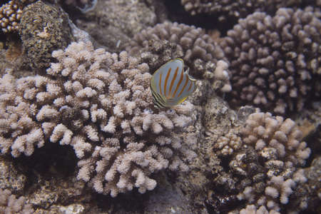 Ornate Butterflyfish (Chaetodon ornatissimus) on coral reef off Moorea. French Polynesia, next to Tahiti in the South Pacific.の写真素材