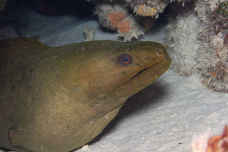 Green moray eel on coral reef  off the tropical island of Bonaire in the Caribbean Netherlands.の写真素材