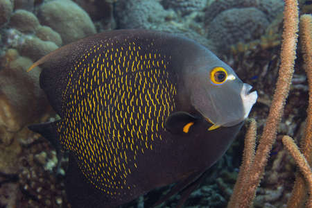 French angelfish on coral reef off the tropical island of Bonaire in the Caribbean Netherlands.