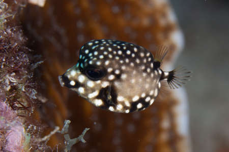 Juvenile Smooth trunkfish on coral reef off the tropical island of Bonaire in the Caribbean...