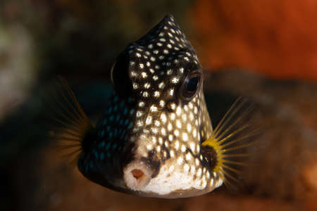 Smooth trunkfish on coral reef off the tropical island of Bonaire in the Caribbean Netherlands.の写真素材
