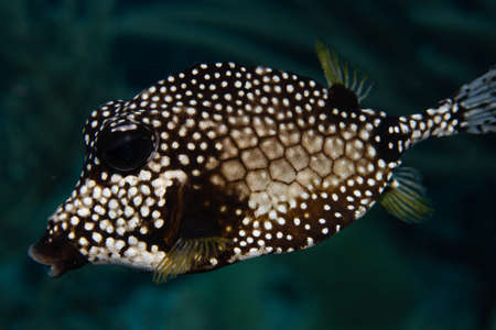 Smooth trunkfish on coral reef off the tropical island of Bonaire in the Caribbean Netherlands.の写真素材