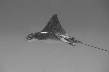 Black and white photo of a spotted eagle ray on coral reef off the tropical island of Bonaire in the...