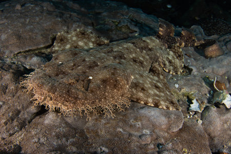 Tasselled Wobbegong shark (Eucrossorhinus dasypogon) on a scuba dive in Raja Ampat, Indonesia.の写真素材