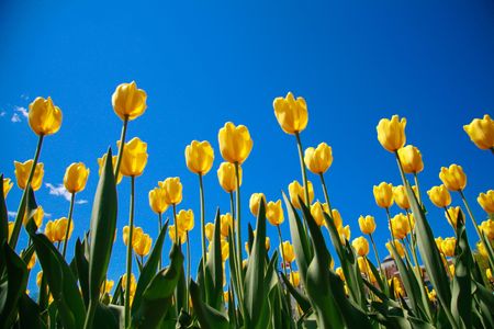 Yellow tulips growing under a spring time sunの写真素材