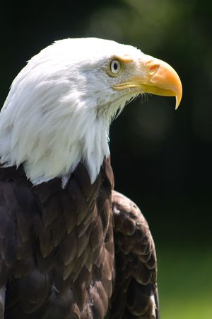 Close up of an American Bald Eagle の写真素材