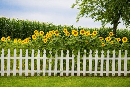 Sunfowers growing behind a decorative white picket fenceの写真素材