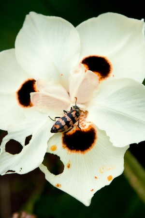 small insect on white flowerの写真素材